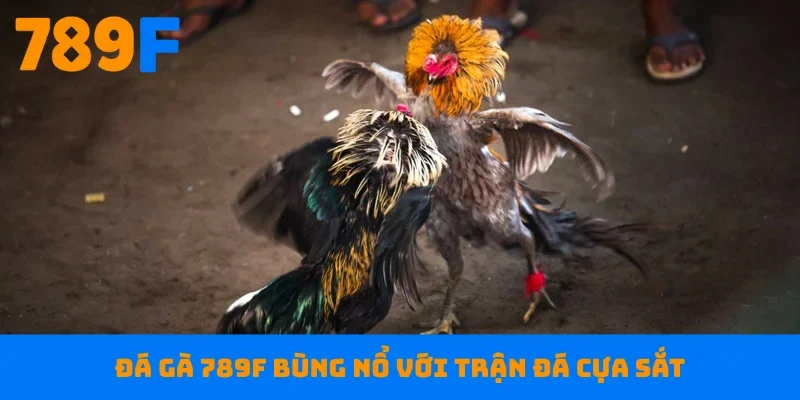 Đá gà 789F bùng nổ với trận đá cựa sắt