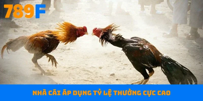 Nhà cái áp dụng tỷ lệ thưởng cực cao