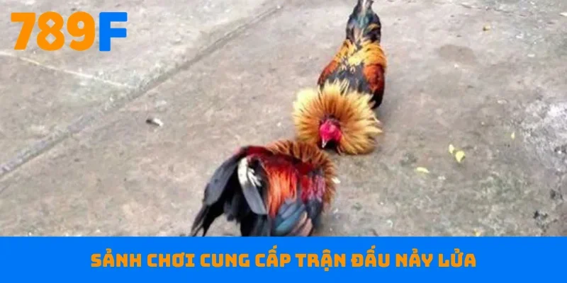 Sảnh chơi cung cấp trận đấu nảy lửa